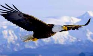 eagle-wings